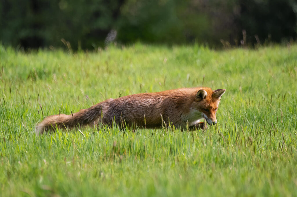 Red fox hunting in long grass