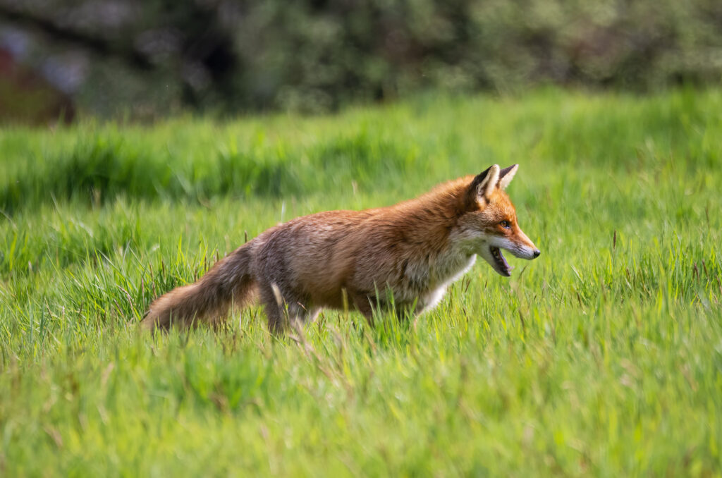 Red fox standing in a field with its mouth open