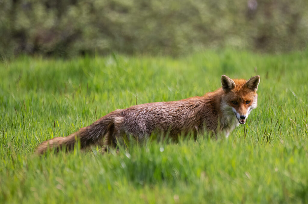 Red fox standing in long grass with its mouth open