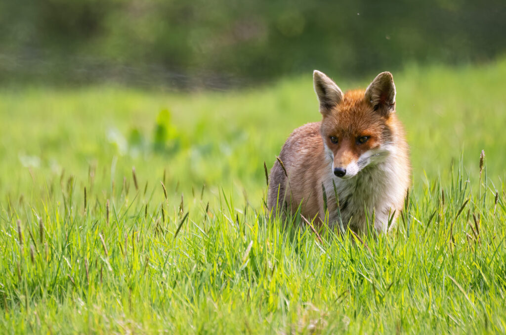 Red fox standing in a field