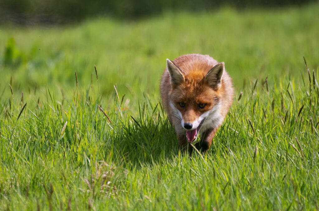 Red fox trotting through grass with its mouth open and tongue hanging out