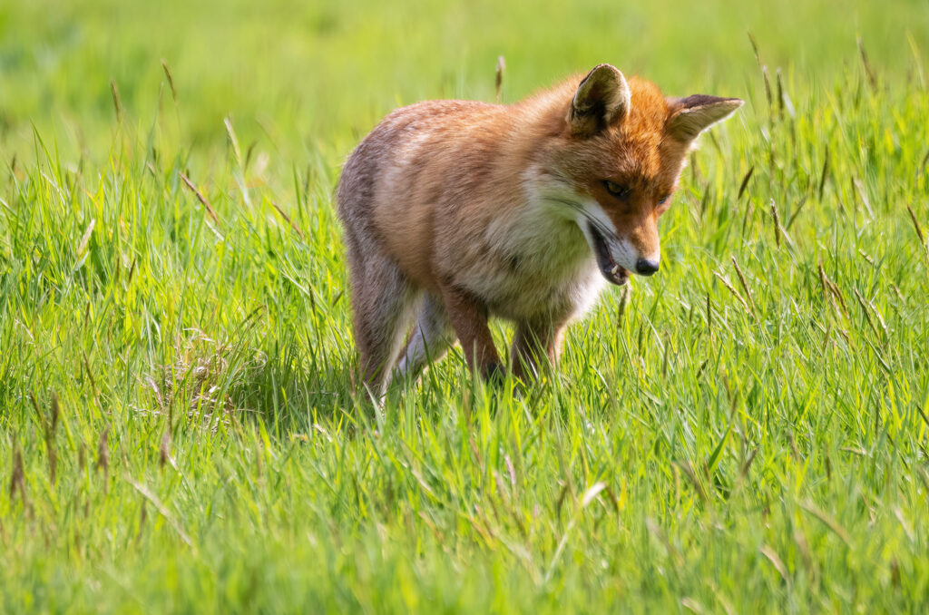 Red fox standing in grass looking at the ground