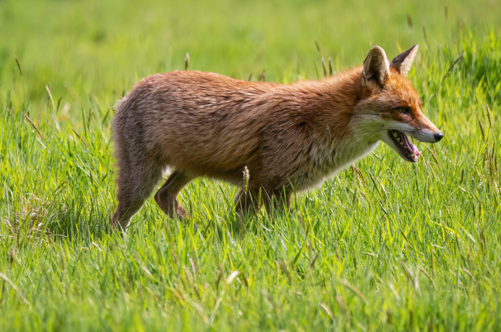 Red fox standing in a field with its mouth open