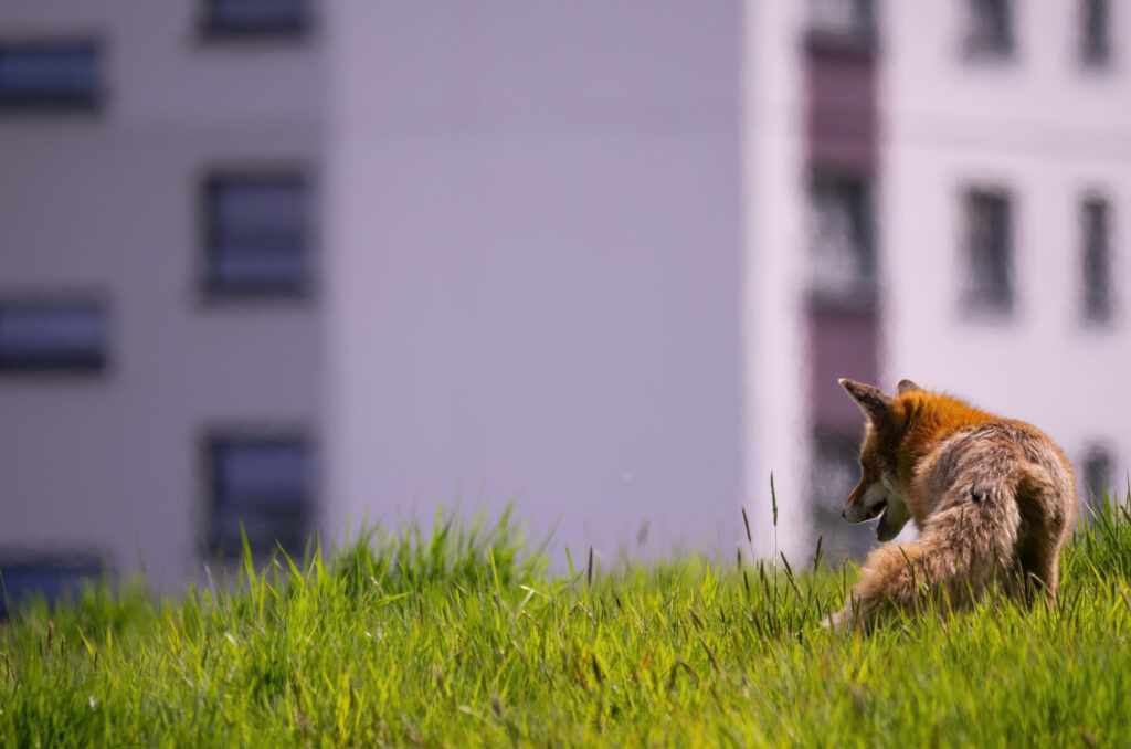 Red fox standing in a field looking down at the grass with high-rise flats in the background