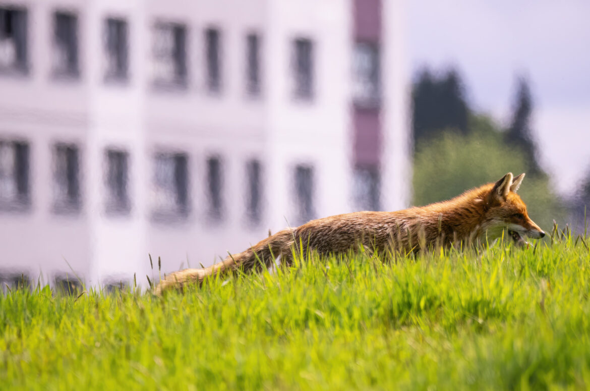 Red fox running along the brow of a hill with high-rise flats in the background
