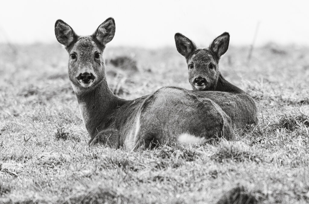 Roe doe and her kid sat on the ground in a field