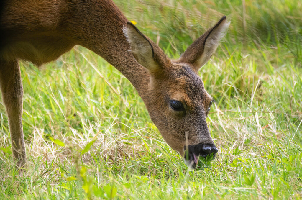 Roe doe browsing in a field