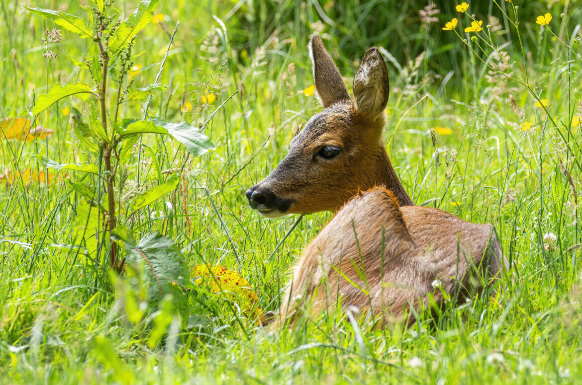 Roe doe sat on the ground amongst long grass