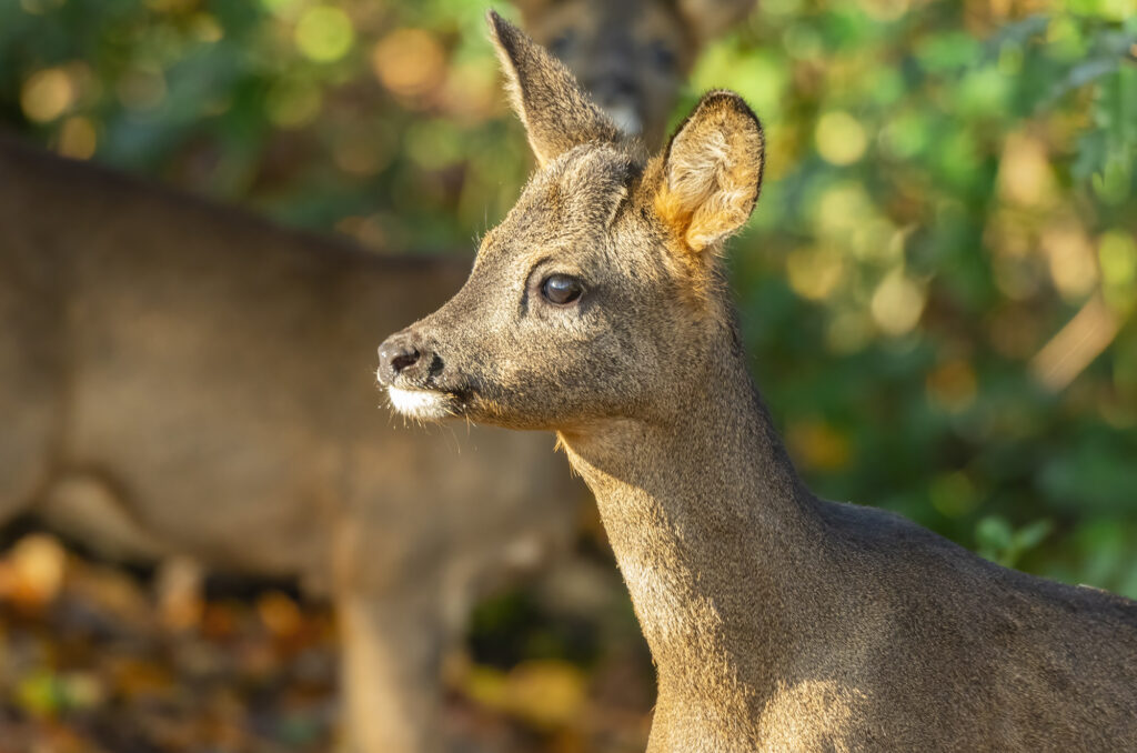 Young roe buck standing with his sister in the background