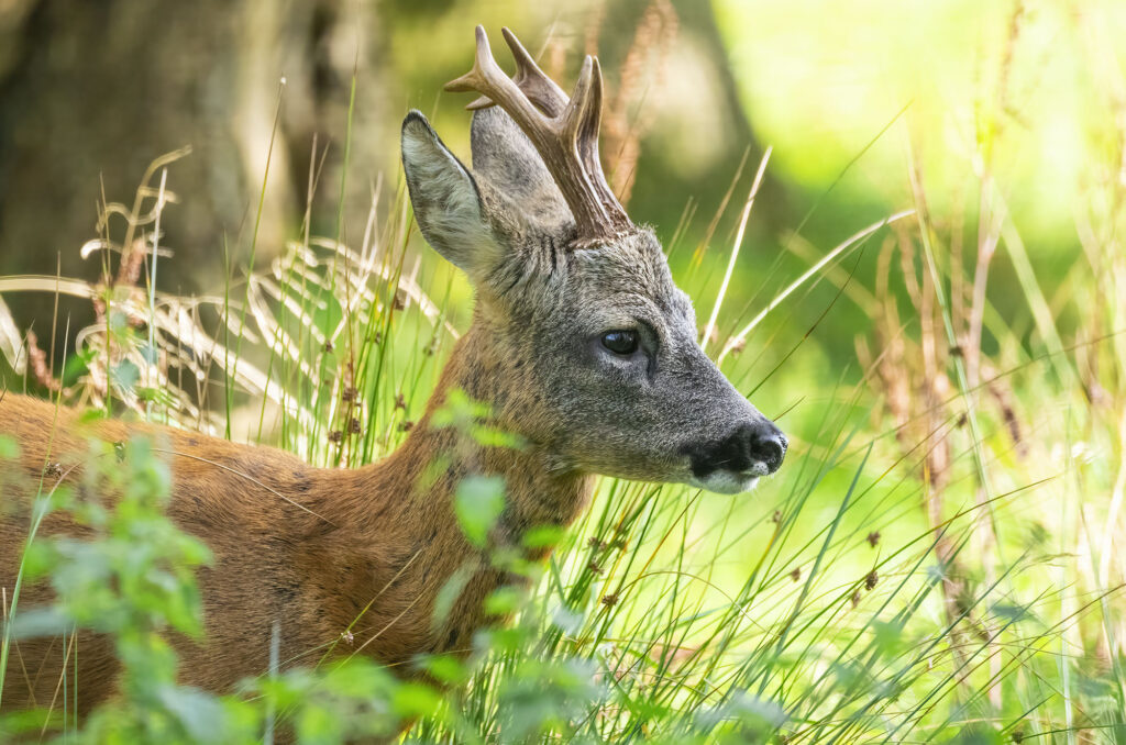 Roe buck walking through long grass