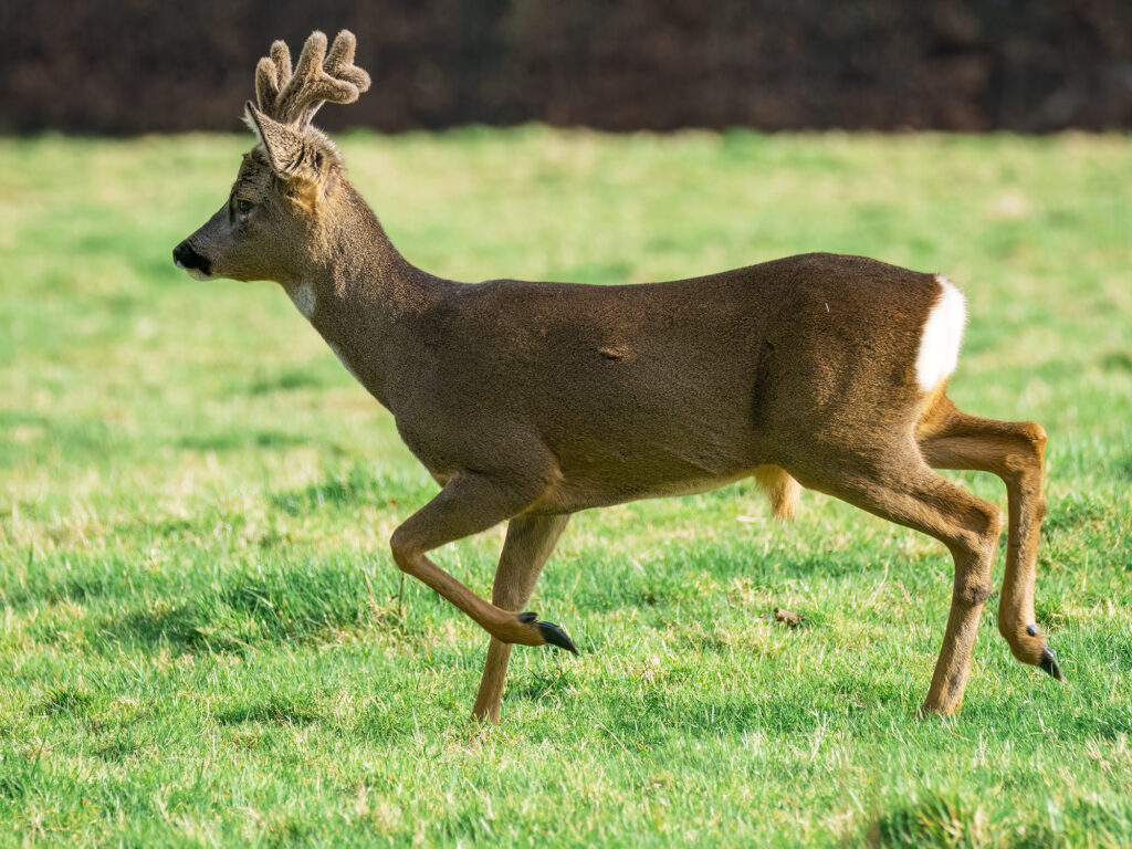 Roe deer buck trotting in a field