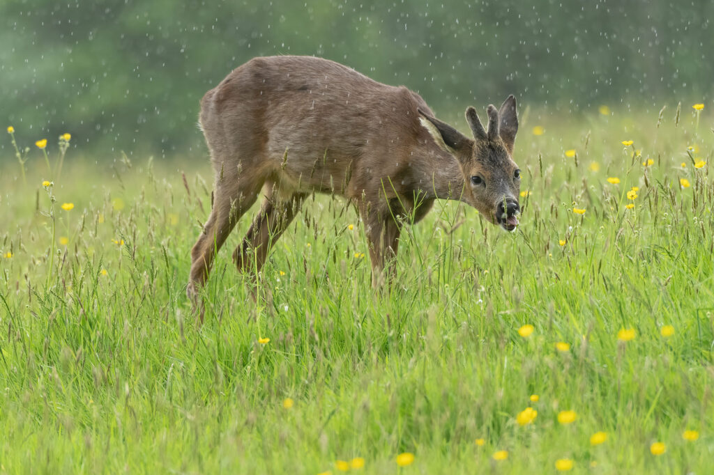 Roe buck browsing on buttercups in a field while rain falls