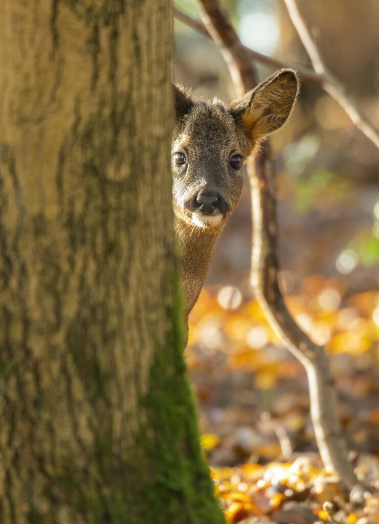 Young roe buck looking out from behind a tree trunk