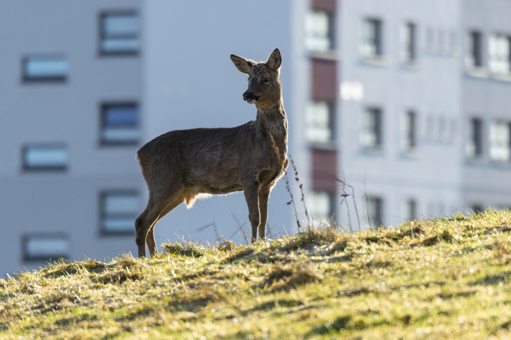 Roe buck standing on the brow of a hill with a block of flats in the background