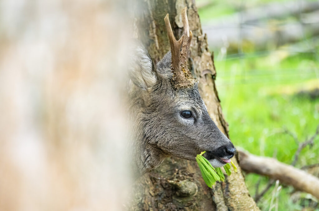 Roe buck chewing on leaves