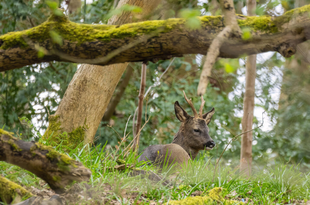 Roe buck sitting down in long grass