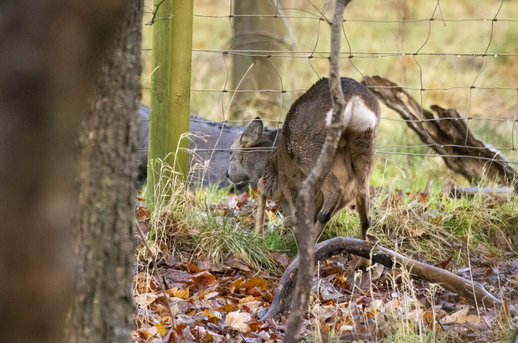 Young roe buck going under wire fence