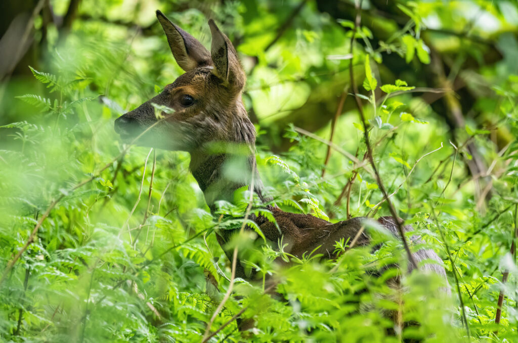 Roe doe partially obscured by tall vegetation