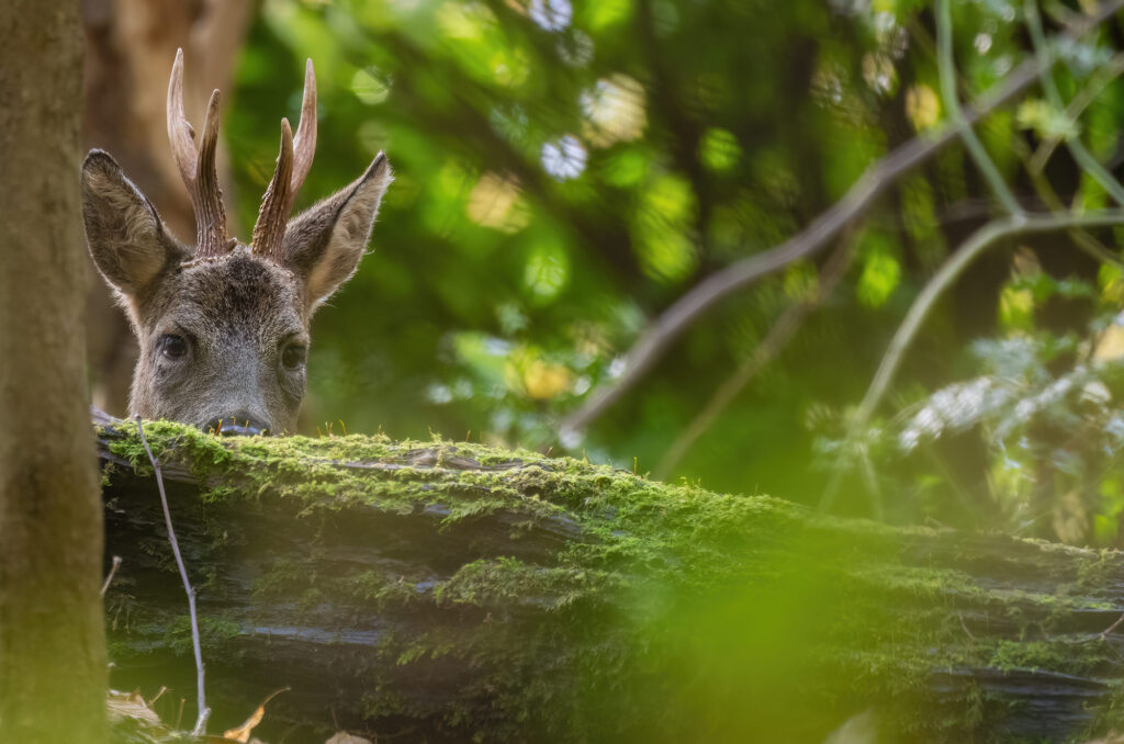 Roe deer buck looking up from behind a log