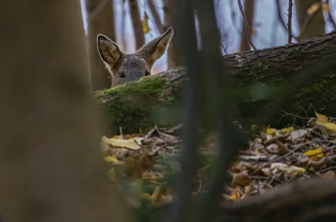 Roe doe looking up from behind a log