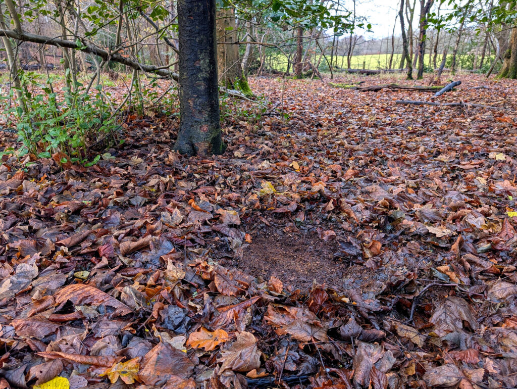 Roe deer bedding site in leaf litter