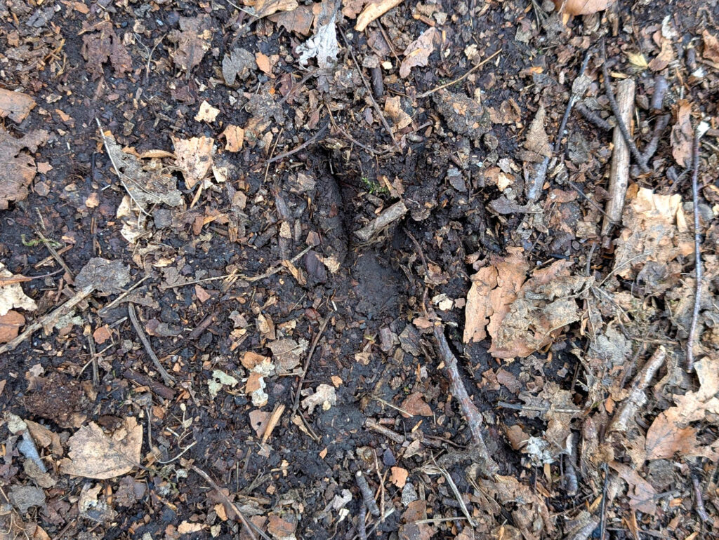 Roe deer hoof print in damp earth
