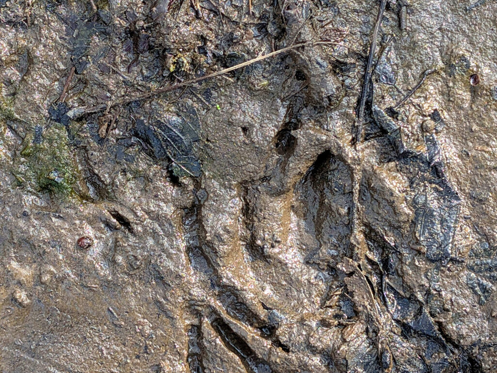 Roe deer hoof print in wet mud