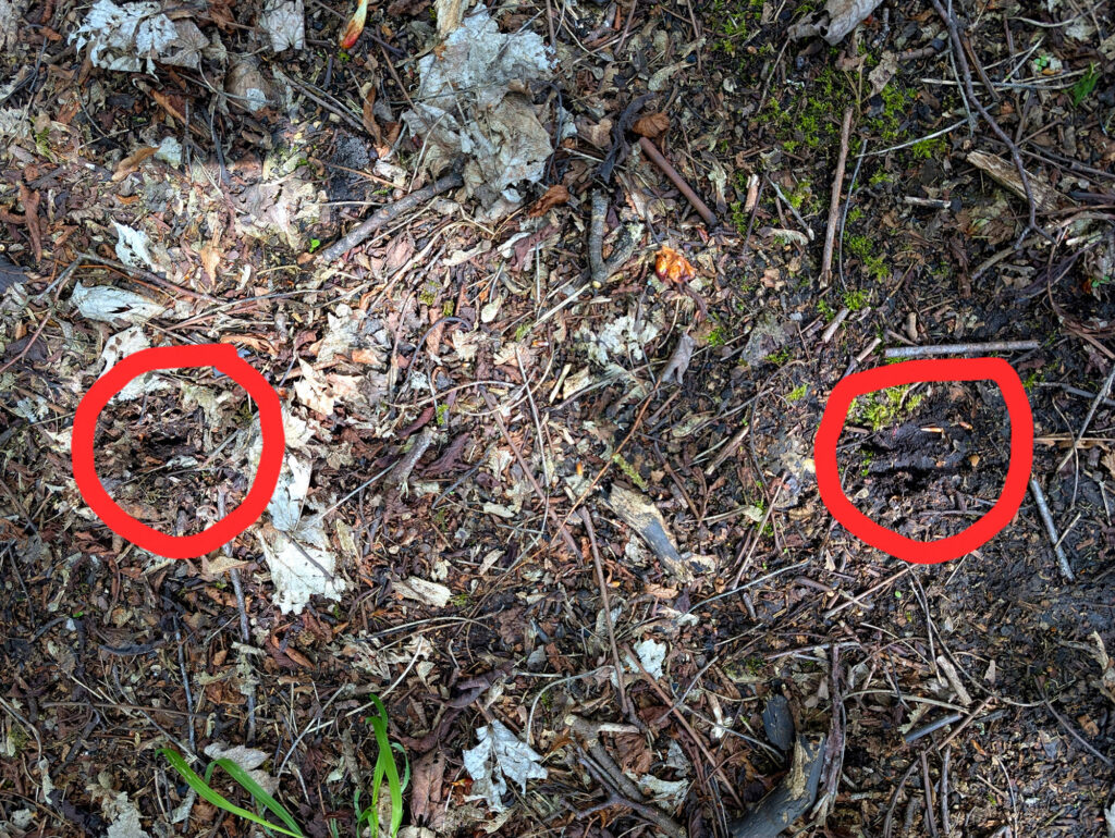 Roe deer tracks in woodland highlighted by red circles drawn around the individual prints