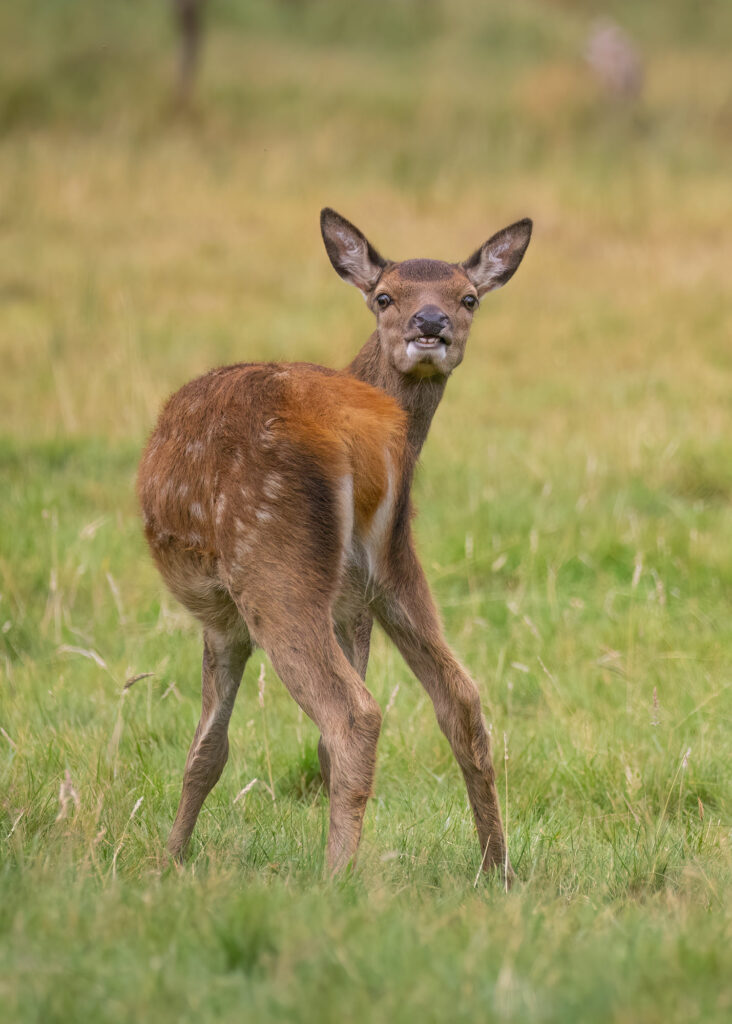 Red deer calf looking over its shoulder and showing its teeth