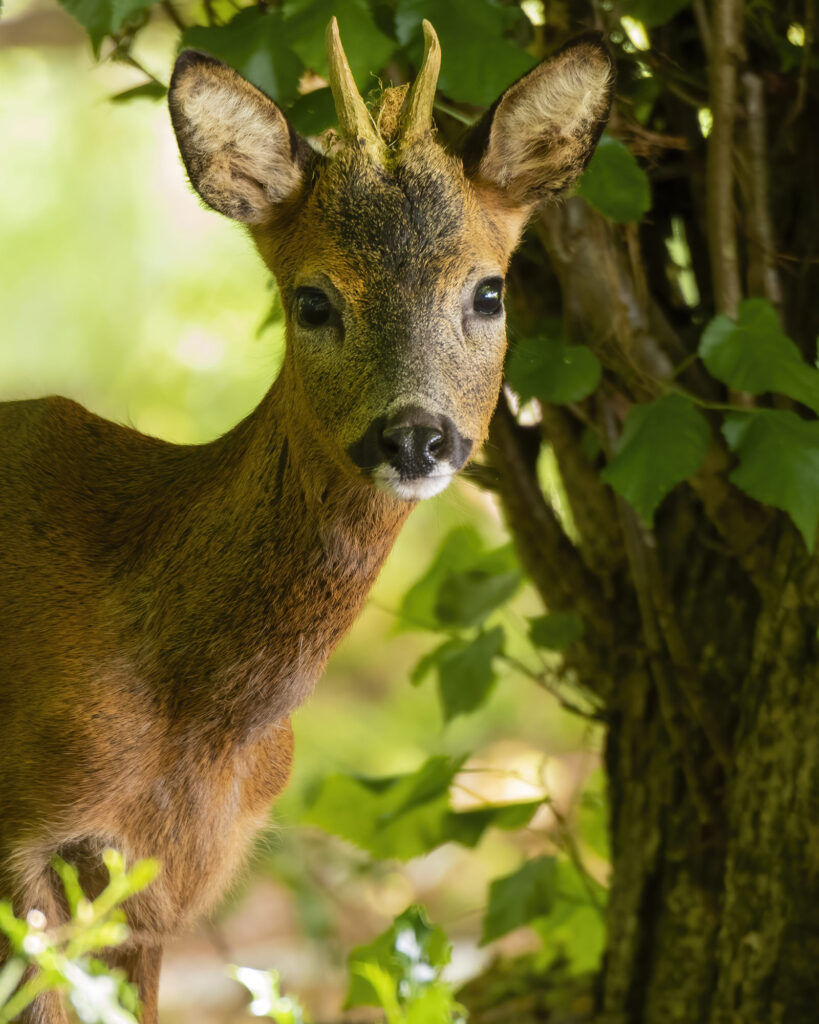 Young roe buck standing next to a tree