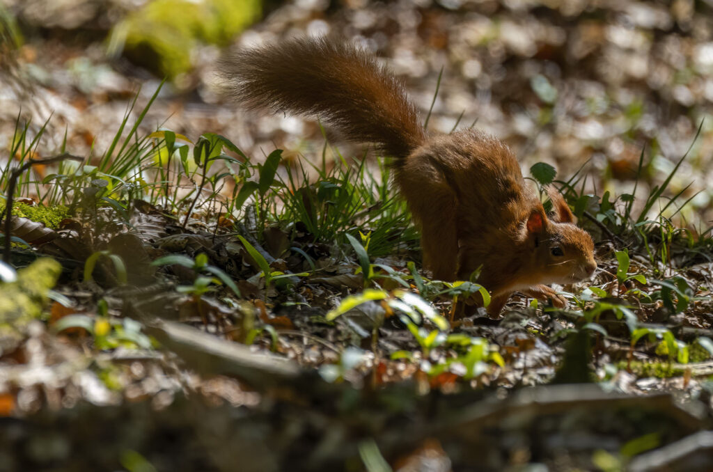Red squirrel running across the woodland floor