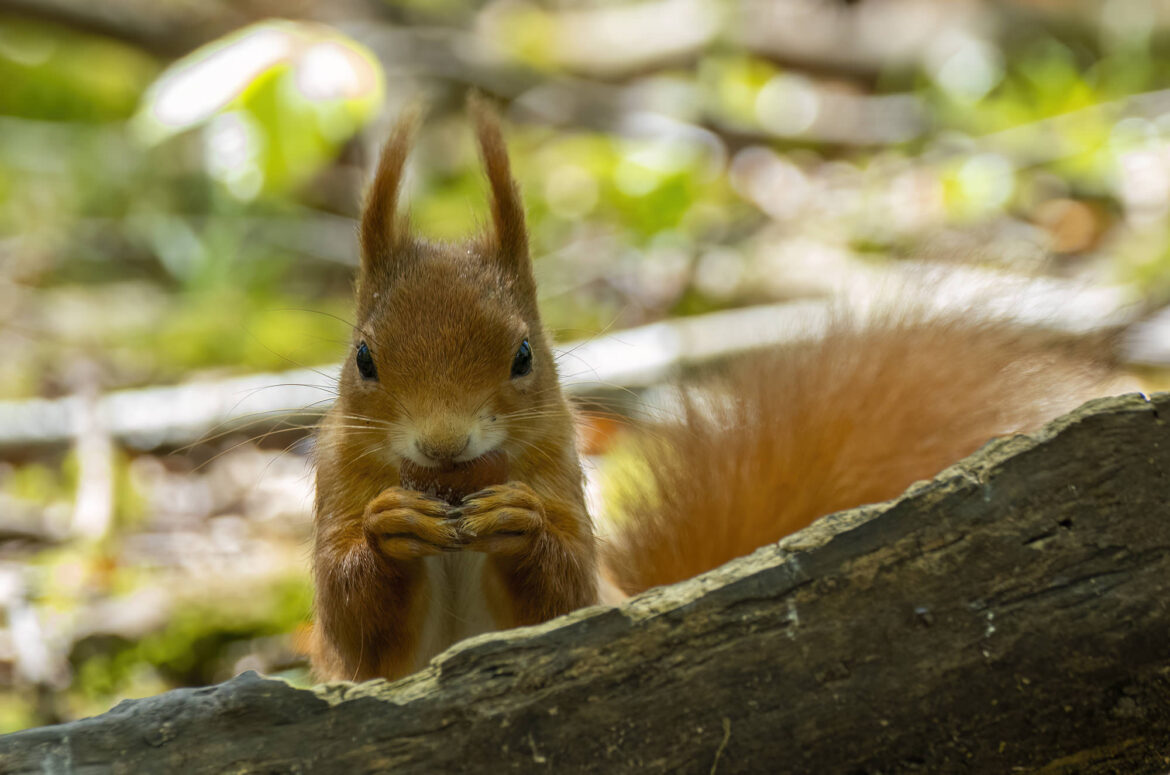 Red squirrel sat behind a log eating a nut
