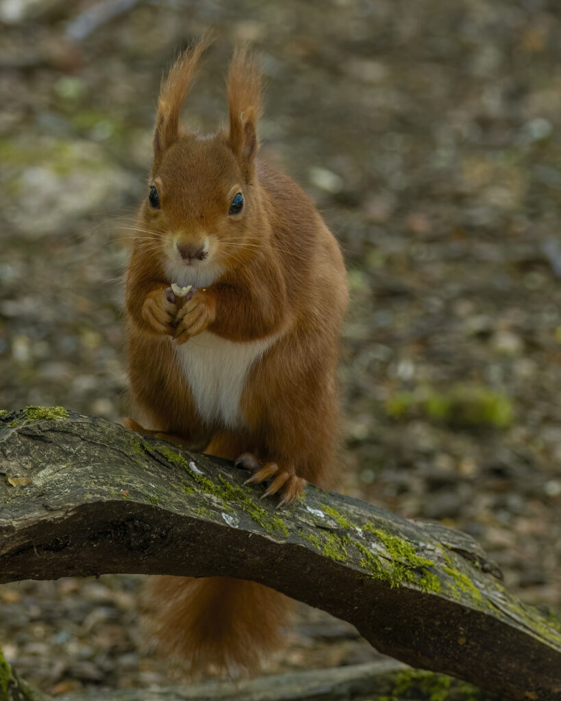 Red squirrel sat on a log with a half-eaten nut in its paws