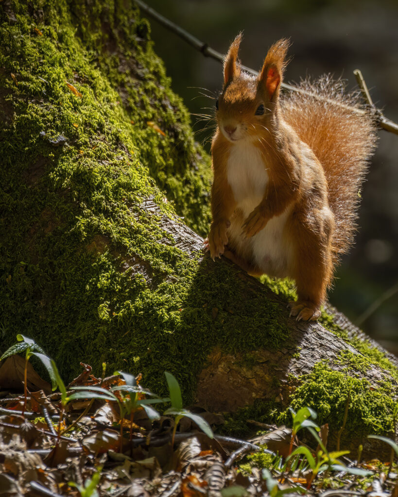 Red squirrel sat at the base of a tree