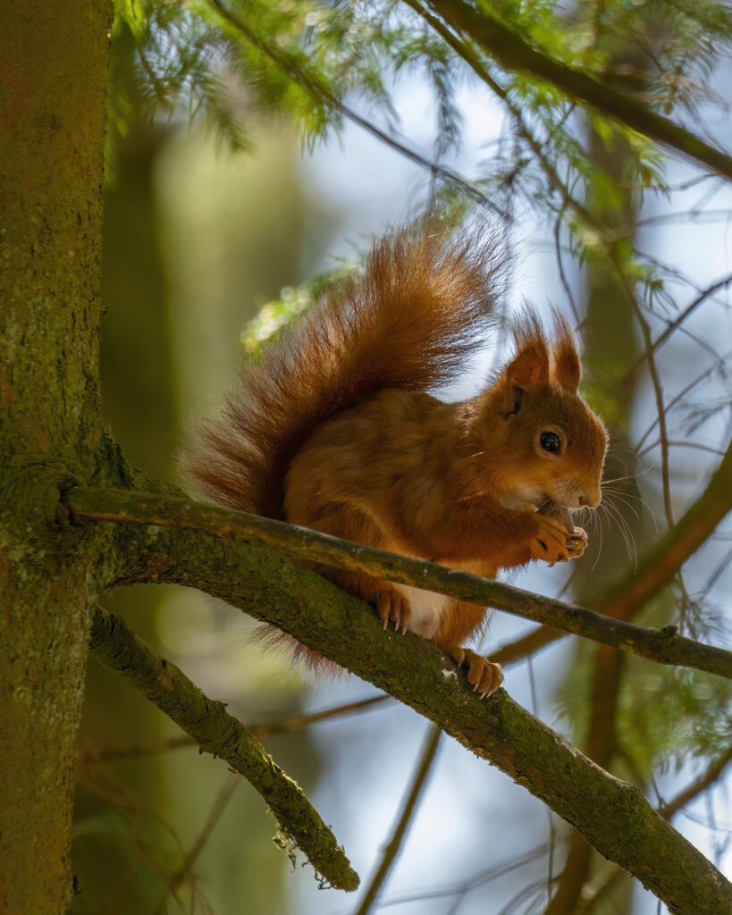Red squirrel sat on a branch eating a nut