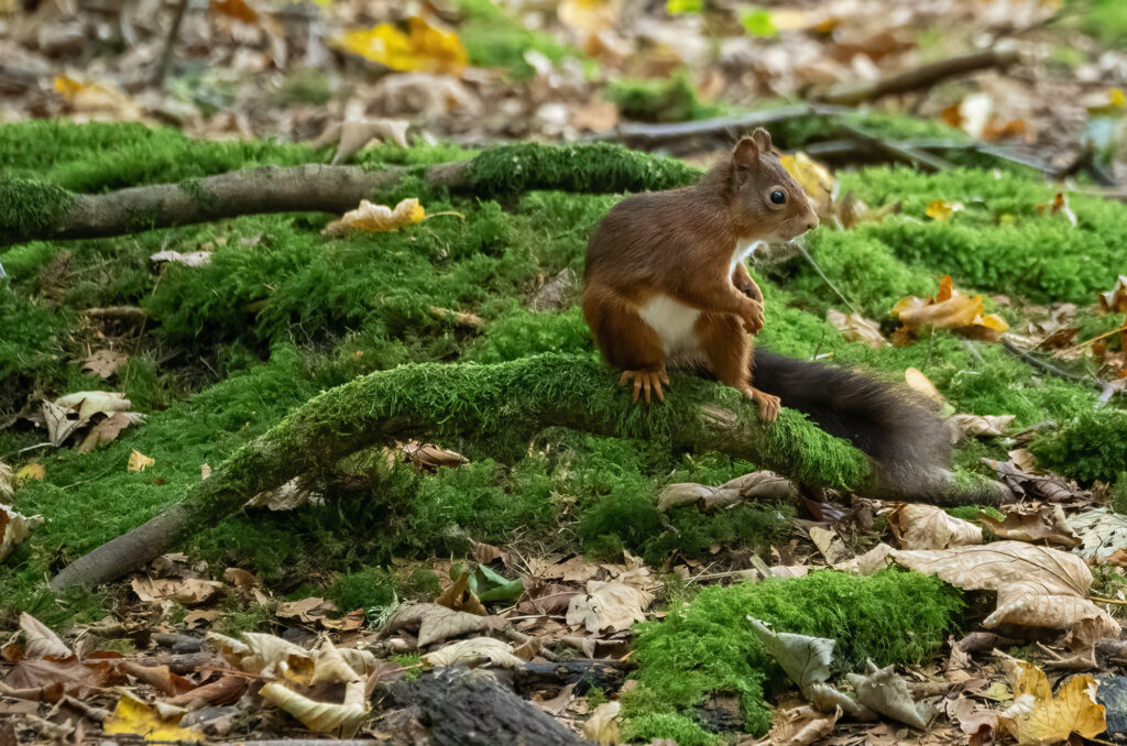 Red squirrel sat on a moss-covered branch on the woodland floor
