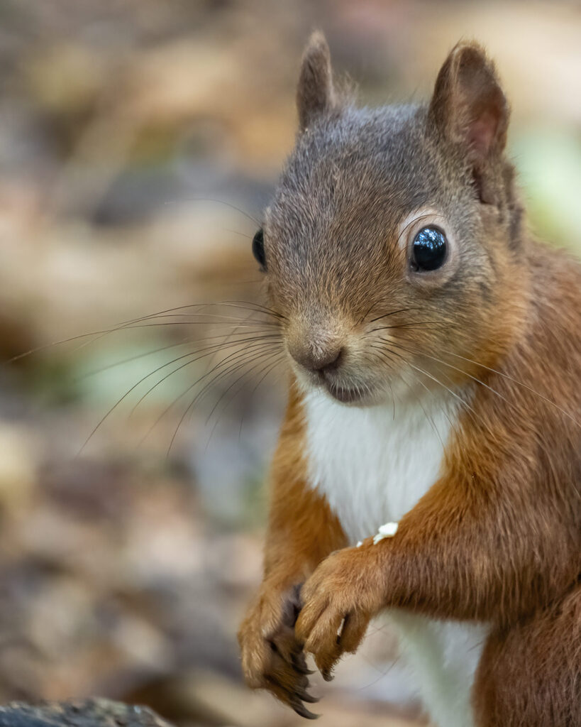 Close-up of a red squirrel