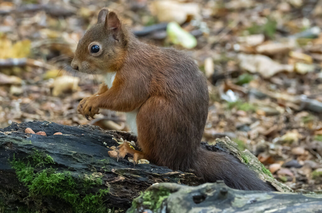Red squirrel sat on a tree stump